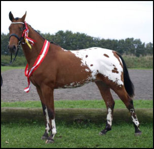 Knabstrupper Stallion by Onassis (Obelisk x Nimmerdor)